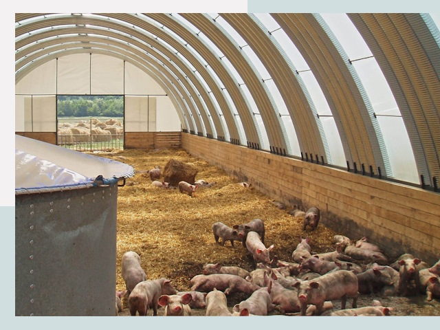 Строительство свинарников в Одинцове